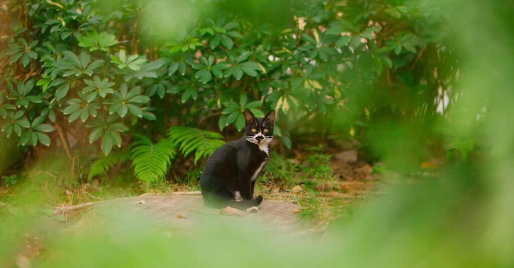 découvrez tout sur le khaomanee cat, une race de chat originaire de thaïlande connue pour sa beauté et son caractère loyal.