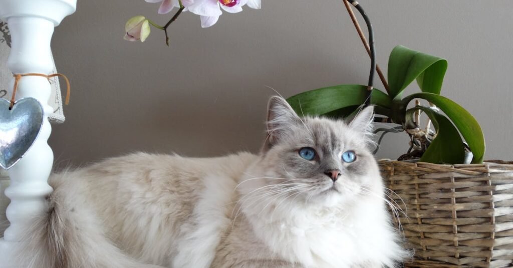 découvrez un chat aux yeux bleus éblouissants - une beauté féline à admirer.