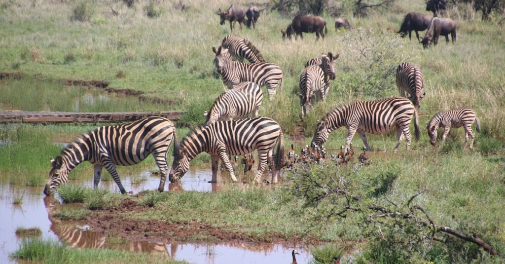 découvrez la beauté sauvage du serengeti et son incroyable diversité faunique, avec ses vastes plaines, ses acacias majestueux et ses majestueux prédateurs, dans cette savane mythique d'afrique de l'est.