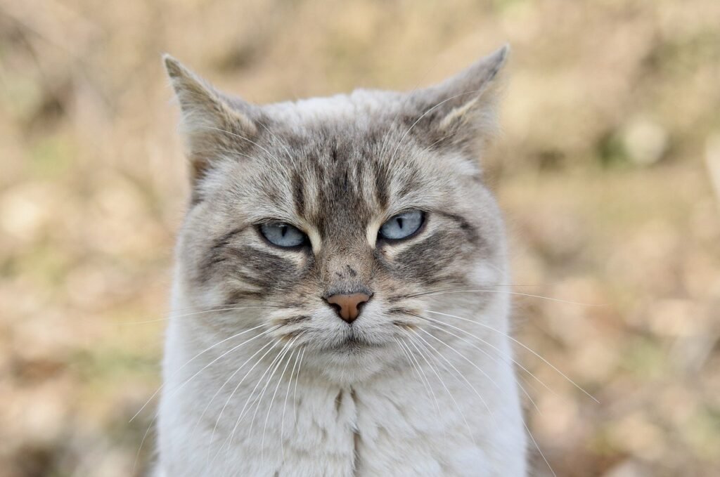 découvrez l'univers fascinant des chats, ces adorables compagnons à fourrure. explorez leur comportement, leur alimentation, leurs soins et apprenez à mieux comprendre ces animaux plein de mystère.