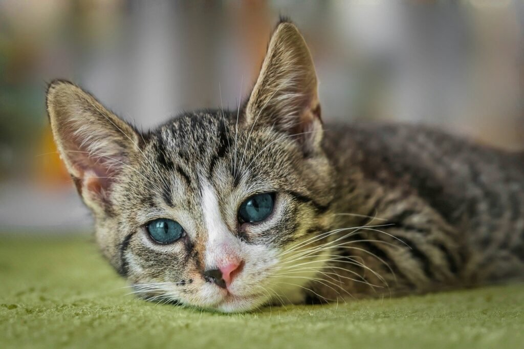 découvrez l'univers fascinant des chats : des conseils sur leur soin, leur comportement, les différentes races, et tout ce qu'il faut savoir pour être un propriétaire heureux. plongez dans le monde mystérieux de nos compagnons félins !