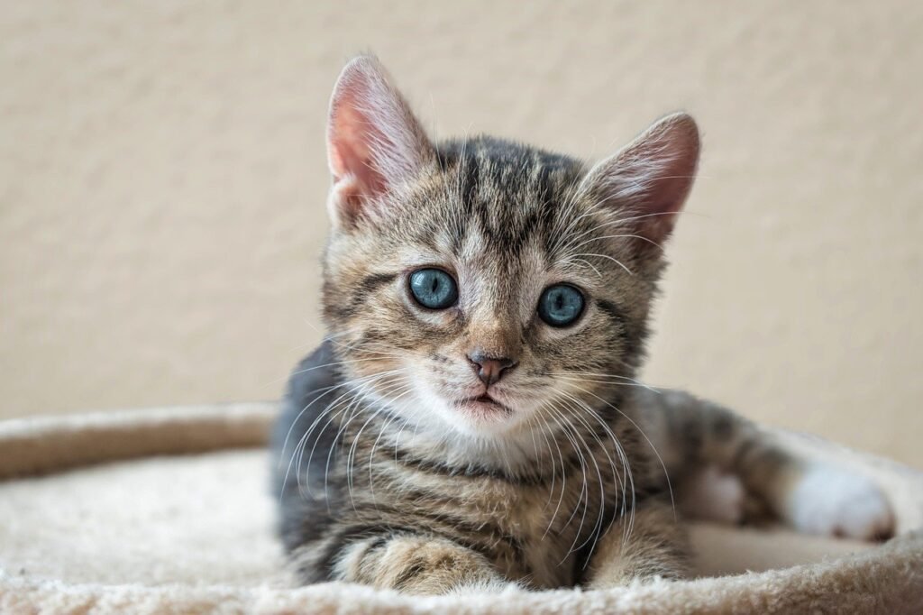 découvrez les différentes races de chats, leurs caractéristiques, comportements et conseils d'entretien pour choisir le compagnon félin idéal pour votre maison.