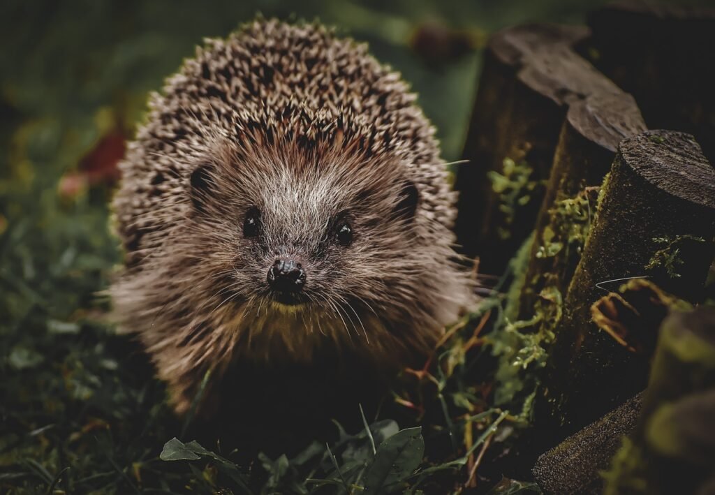 découvrez le comportement nocturne des animaux : pourquoi certains sont actifs la nuit, leurs adaptations uniques et l'impact de l'obscurité sur leurs habitudes de vie.