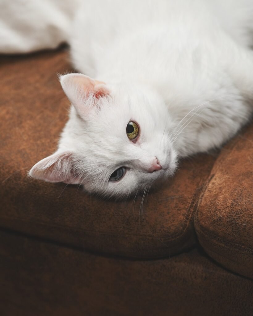 découvrez les races de chats uniques qui enchantent les amoureux des félins ! apprenez tout sur leurs caractéristiques distinctes, leurs personnalités fascinantes et les soins spécifiques à leur apporter. explorez l'univers varié des chats exotiques et trouvez la compagnie parfaite pour vous.