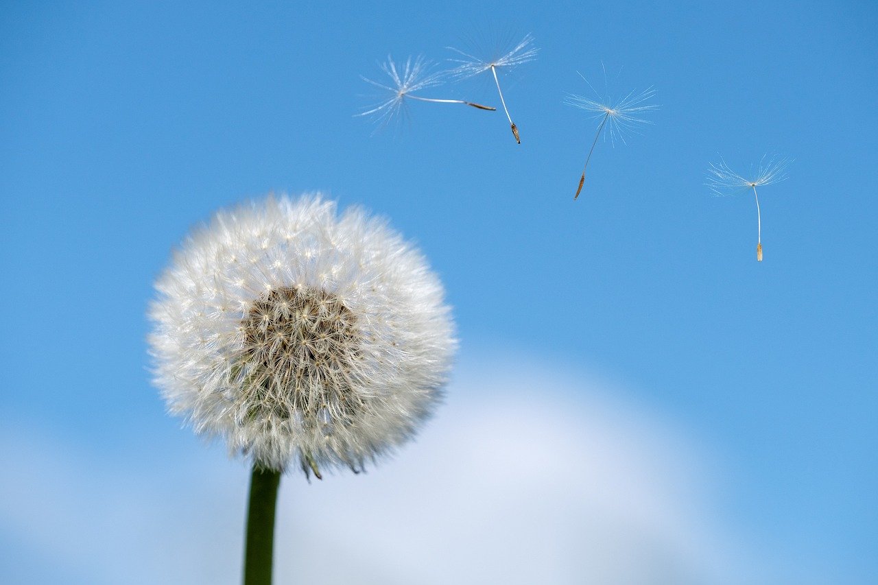 découvrez tout ce qu'il faut savoir sur les allergies : causes, symptômes, traitements et conseils pour mieux les gérer au quotidien. informez-vous pour vivre mieux et réduire les effets des allergies sur votre vie.