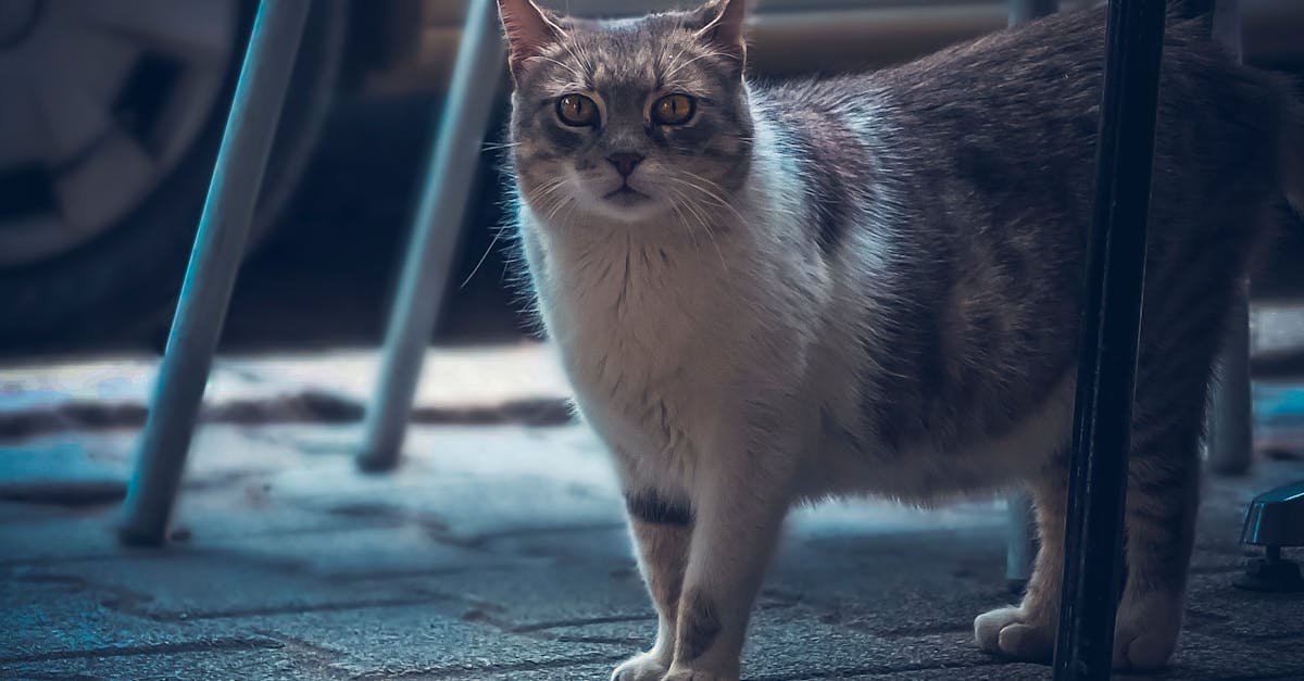 découvrez le monde fascinant des chats et leur relation unique avec la nourriture, en particulier le pain. apprenez comment ces adorables compagnons réagissent à différents types de pain, les risques associés à leur consommation et des conseils pour des friandises saines.