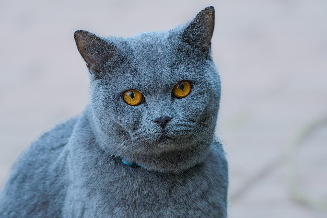 découvrez le doux ronronnement des chats, un symbole de confort et de bien-être. apprenez ce que signifie ce son apaisant et comment il renforce le lien entre vous et votre félin.