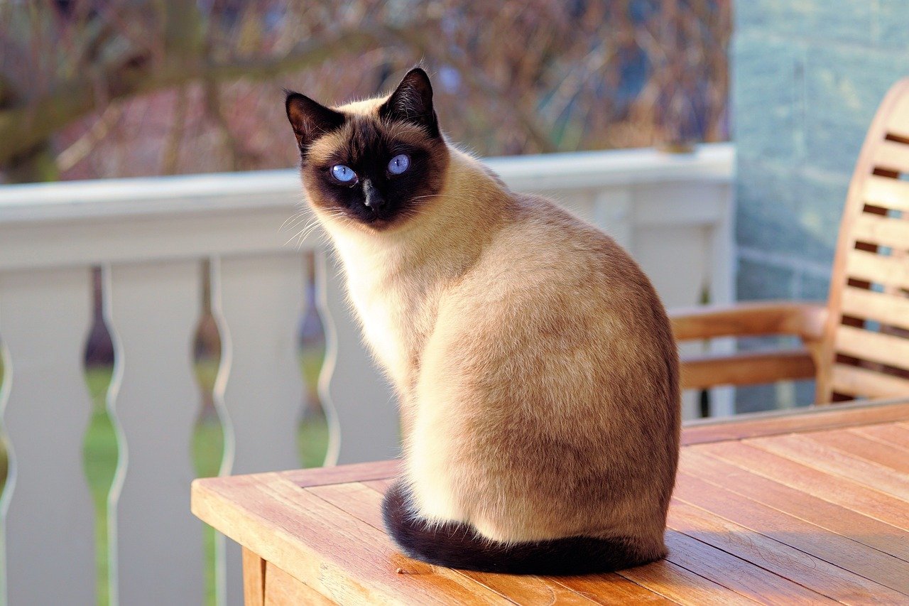 découvrez les différentes vocalisations des chats et leur signification. apprenez à interpréter les miaulements, ronronnements et autres sons que votre félin émet, pour mieux comprendre ses besoins et son humeur.