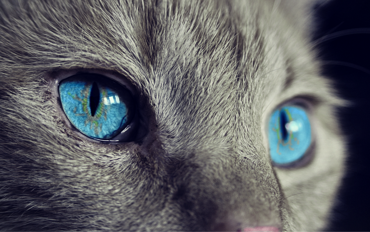 découvrez l'univers fascinant des chats : leurs comportements, leurs races, leurs soins et leurs bienfaits pour nos vies. explorez des conseils pratiques, des anecdotes amusantes et tout ce qu'il faut savoir pour aimer et comprendre ces compagnons à quatre pattes.