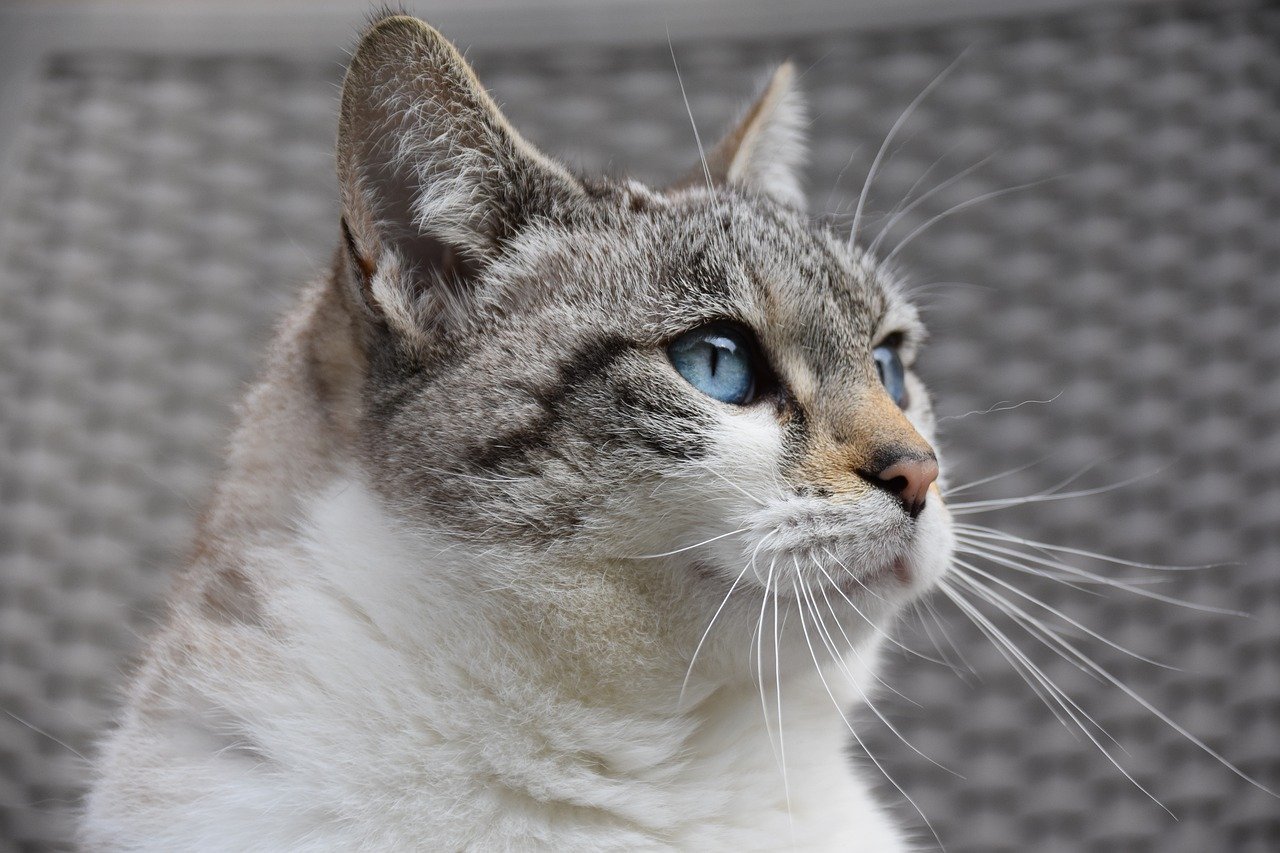 découvrez le monde fascinant des chats, ces compagnons adorables aux personnalités uniques. apprenez tout sur leur comportement, leur santé, leurs races et des conseils pour en prendre soin. plongez dans l'univers des félins et partagez votre passion pour ces animaux charismatiques.